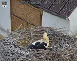 Capi_Dubne_20260530_064503.jpg
