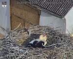 Capi_Dubne_20260530_065005.jpg