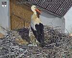 Capi_Dubne_20260530_071003.jpg