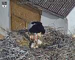 Capi_Dubne_20260530_071502.jpg