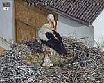 Capi_Dubne_20260530_072002.jpg