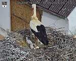 Capi_Dubne_20260530_072503.jpg