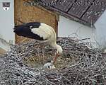 Capi_Dubne_20260530_073503.jpg