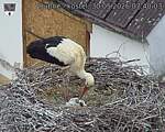 Capi_Dubne_20260530_074003.jpg