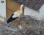 Capi_Dubne_20260530_081003.jpg