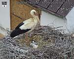 Capi_Dubne_20260530_081502.jpg