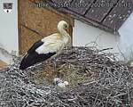 Capi_Dubne_20260530_082003.jpg