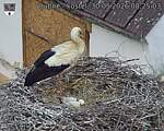 Capi_Dubne_20260530_082503.jpg