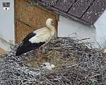 Capi_Dubne_20260530_083003.jpg