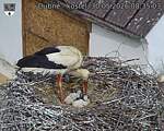 Capi_Dubne_20260530_083503.jpg