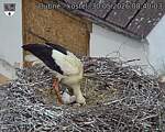 Capi_Dubne_20260530_084003.jpg