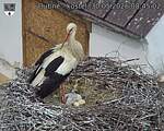 Capi_Dubne_20260530_084502.jpg