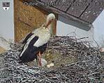 Capi_Dubne_20260530_090003.jpg