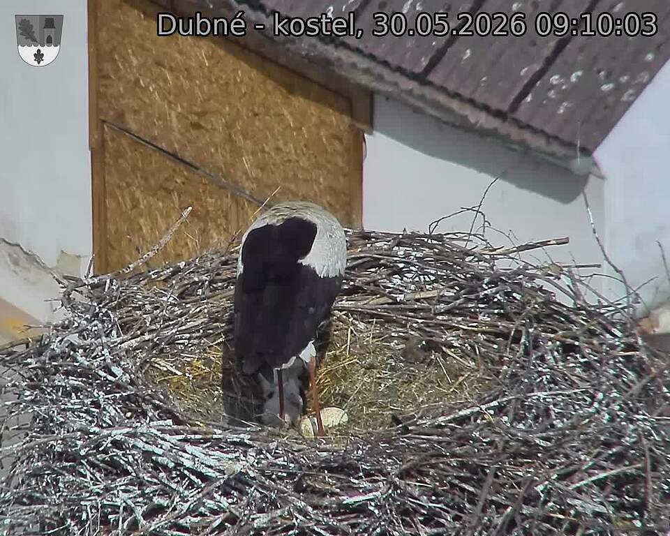 Capi_Dubne_20260530_091003.jpg (1350&nbsp;x&nbsp;1080)