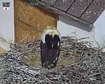 Capi_Dubne_20260530_092003.jpg