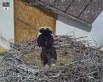 Capi_Dubne_20260530_095503.jpg