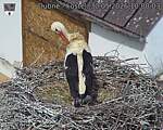 Capi_Dubne_20260530_100003.jpg