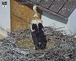 Capi_Dubne_20260530_100503.jpg