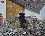 Capi_Dubne_20260530_102004.jpg
