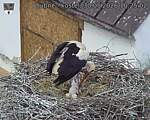 Capi_Dubne_20260530_102502.jpg