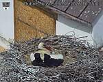 Capi_Dubne_20260530_105503.jpg