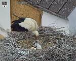 Capi_Dubne_20260530_112003.jpg