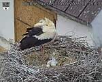 Capi_Dubne_20260530_112503.jpg