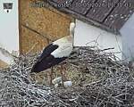Capi_Dubne_20260530_113003.jpg