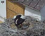 Capi_Dubne_20260530_114503.jpg