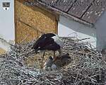 Capi_Dubne_20260530_115503.jpg