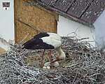Capi_Dubne_20260530_120503.jpg