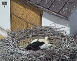 Capi_Dubne_20260530_121002.jpg