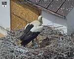 Capi_Dubne_20260530_122003.jpg