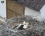 Capi_Dubne_20260530_123003.jpg
