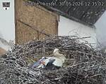 Capi_Dubne_20260530_123502.jpg