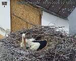 Capi_Dubne_20260530_125003.jpg