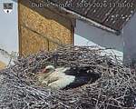 Capi_Dubne_20260530_130002.jpg