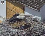 Capi_Dubne_20260530_130502.jpg