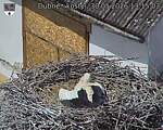 Capi_Dubne_20260530_131503.jpg
