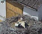 Capi_Dubne_20260530_132003.jpg