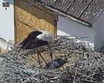 Capi_Dubne_20260530_133503.jpg