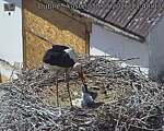 Capi_Dubne_20260530_134003.jpg
