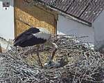 Capi_Dubne_20260530_135504.jpg