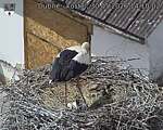 Capi_Dubne_20260530_141002.jpg