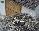 Capi_Dubne_20260530_142003.jpg