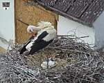 Capi_Dubne_20260530_151003.jpg