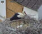 Capi_Dubne_20260530_151502.jpg