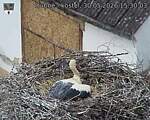 Capi_Dubne_20260530_153003.jpg