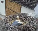 Capi_Dubne_20260530_153502.jpg