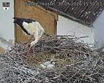 Capi_Dubne_20260530_155003.jpg
